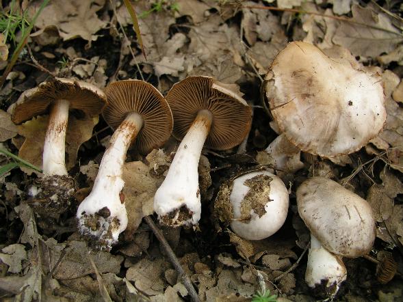 Cortinarius diosmus var.arneosovolvatus